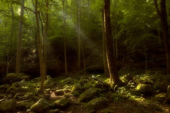 Oneness;Tennessee;Dawn;Trees;Forest;Leaves;Leaf;Plants;Woods;Bark;Outdoors;Natur